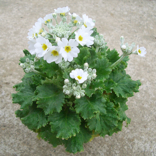 プリムラ マラコイデス　キューティー シリーズ 