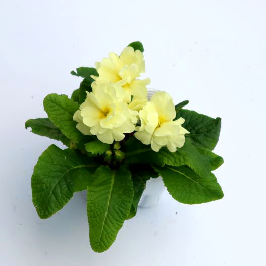 プリムラ　プリムネーション シリーズ 