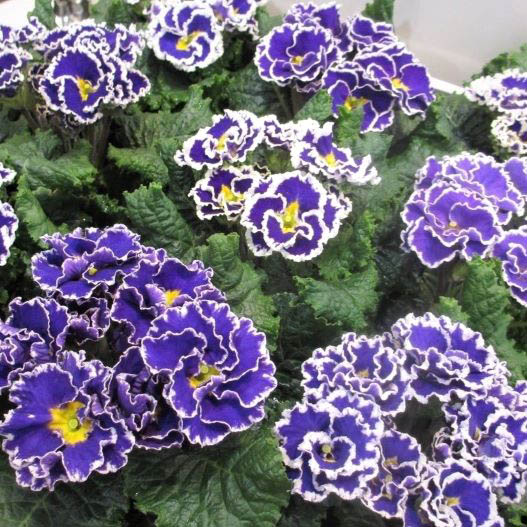 プリムラ アコーリス　シルバーエッジ シリーズ プレミアムプリムローズ