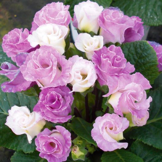 プリムラ ジュリアン　プレミアムジュリアン ブルーベリーのムース 