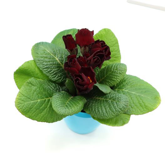 プリムラ ジュリアン プレミアムジュリアン ザッハトルテ