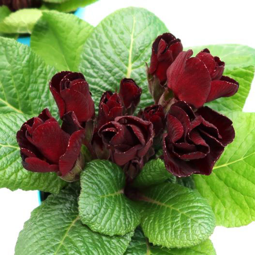 プリムラ ジュリアン プレミアムジュリアン ザッハトルテ