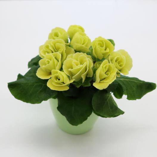 プリムラ ジュリアン　プレミアムジュリアン マスカットのジュレ 