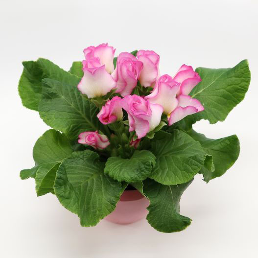 プリムラ ジュリアン プレミアムジュリアン ブライダルベル