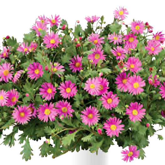 ブラキカム フレスコ