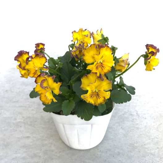 ビオラ　ソワレ シリーズ 