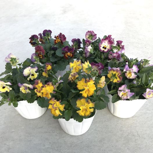 ビオラ　ソワレ シリーズ 