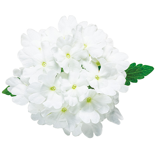 バーベナ　スーパーベナ 