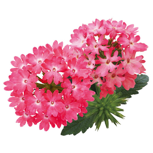 バーベナ　スーパーベナ 