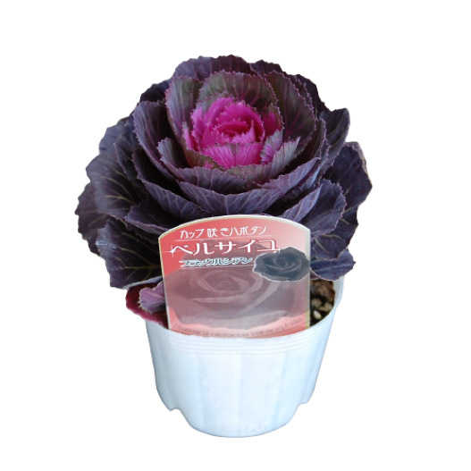 ハボタン　ベルサイユ・ブラックルシアン 