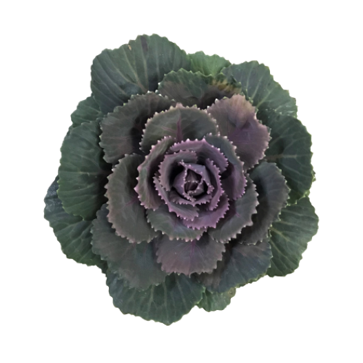 ハボタン カフェモカ