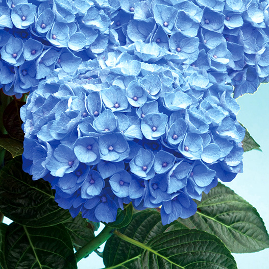 ハイドランジア　アンダ 