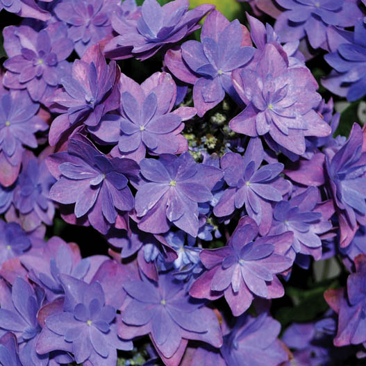 ハイドランジア　ダブルダッチ 