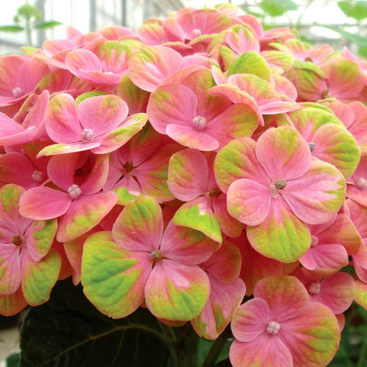 ハイドランジア マジカル シリーズ