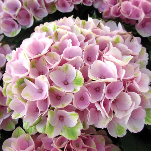 ハイドランジア マジカル シリーズ