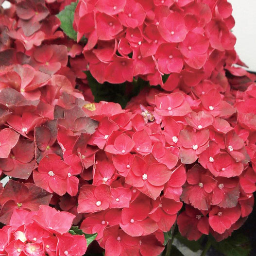 ハイドランジア マジカル シリーズ