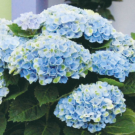 ハイドランジア マジカル シリーズ