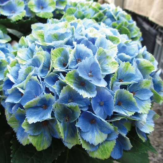 ハイドランジア マジカル シリーズ