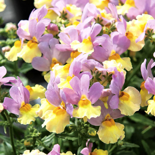 ネメシア　アロマンス シリーズ 