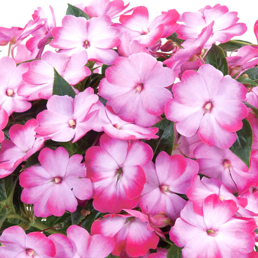 ニューギニアインパチェンス　ハーモニーラディアンス 