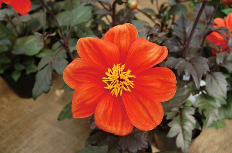 ダリア　ガーデンダリア シリーズ 