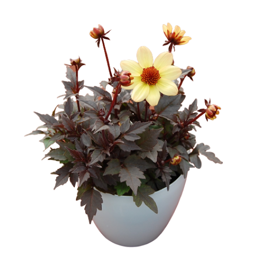 ダリア　ハミングブロンズ シリーズ 