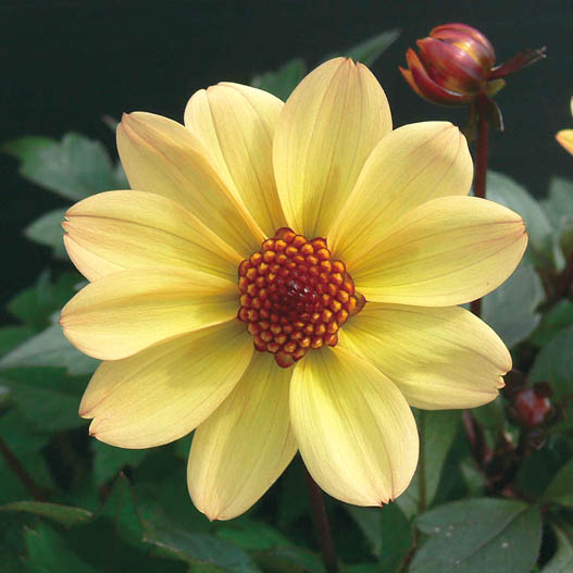 ダリア　ハミングブロンズ シリーズ 