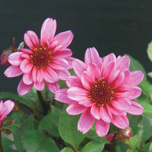 ダリア　ハミングブロンズ シリーズ 