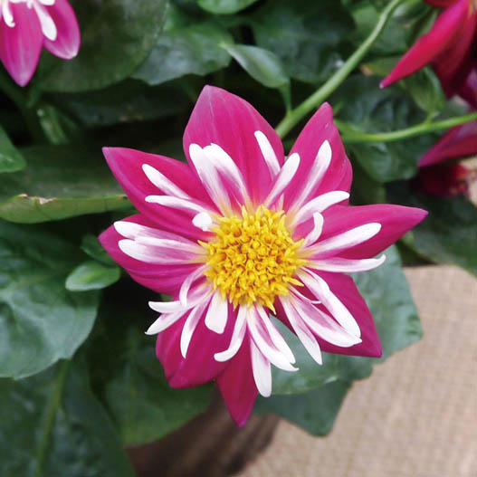 ダリア　スターシスター シリーズ 