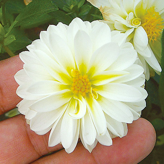 ダリア　ミニ シリーズ 