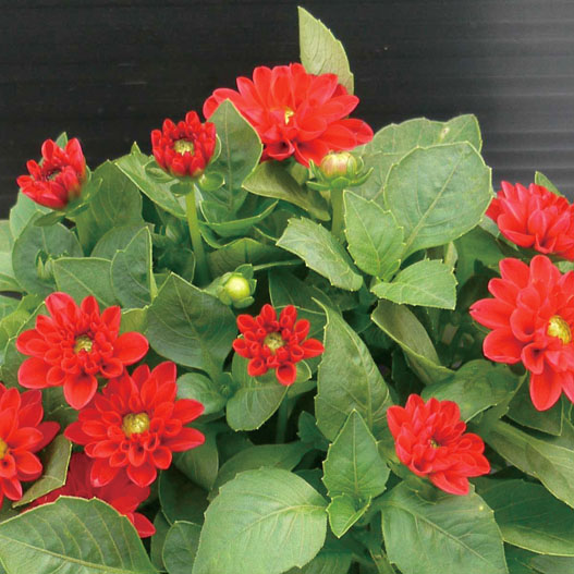 ダリア　ミニ シリーズ 