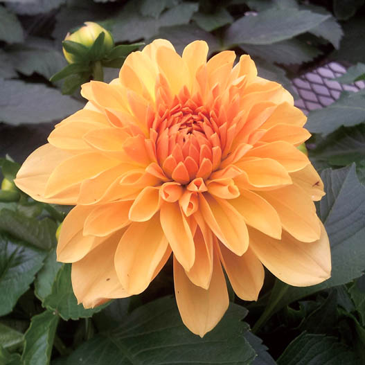 ダリア　マキシ シリーズ 