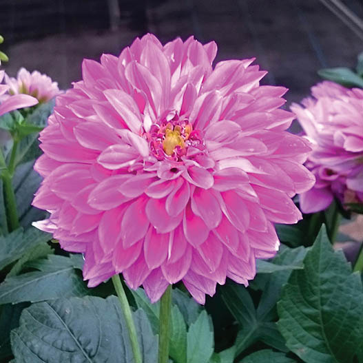 ダリア　マキシ シリーズ 