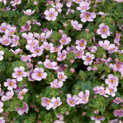 ステラ(バコパ)　スコーピア シリーズ 