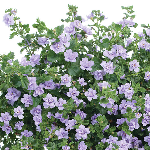 ステラ(バコパ)　スコーピア シリーズ 