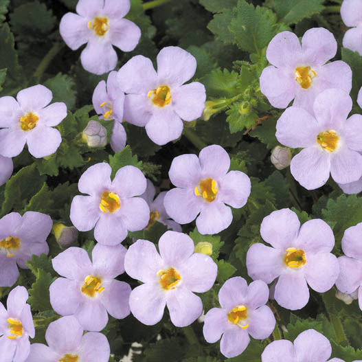 ステラ(バコパ)　スコーピア シリーズ 