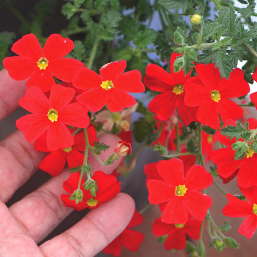 ジャメスブリテニア　サンブリテニア 