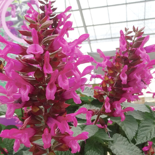 サルビア　スーパーサルビア 