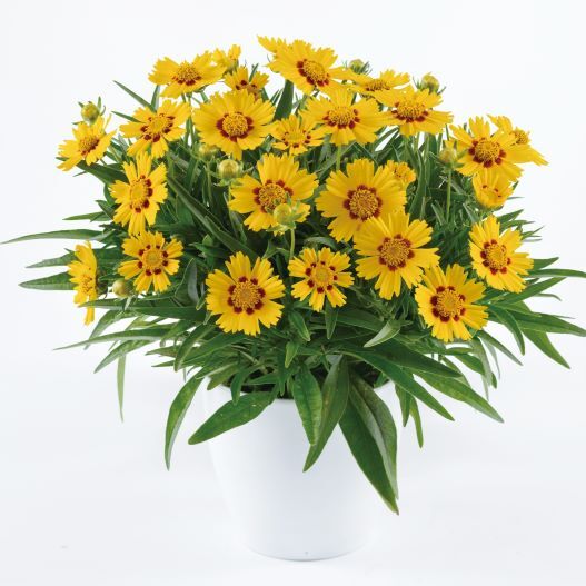 コレオプシス　ソランナ シリーズ 