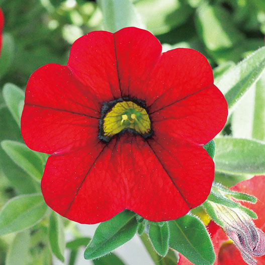 カリブラコア　チアポップ シリーズ 