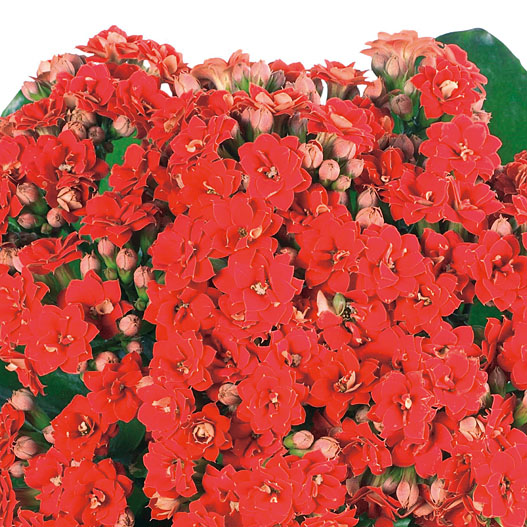 カランコエ　カランディーバ デコラティブ (八重) 