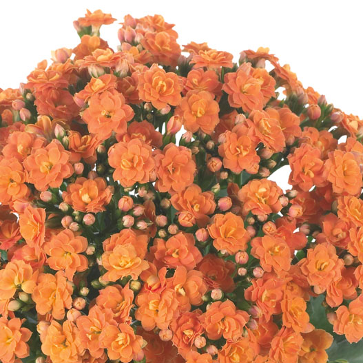 カランコエ　カランディーバ デコラティブ (八重) 