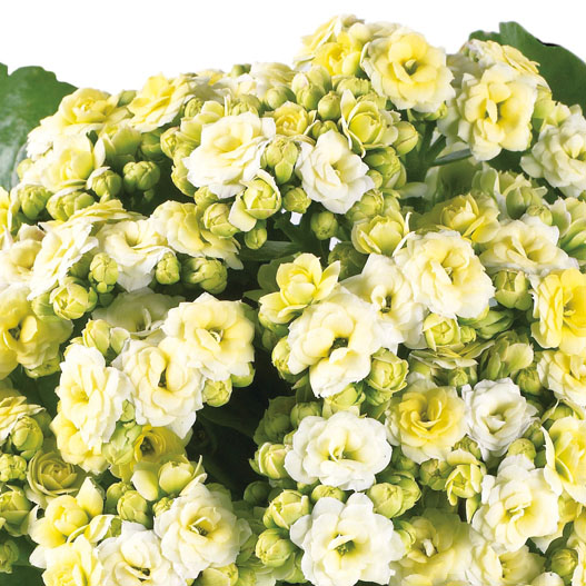 カランコエ　カランディーバ デコラティブ (八重) 