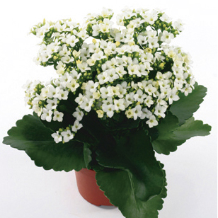 カランコエ　カランデイ 