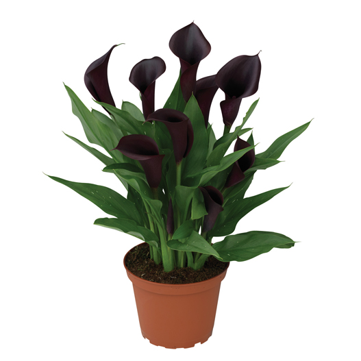 カラー　デュメンオレンジ シリーズ 