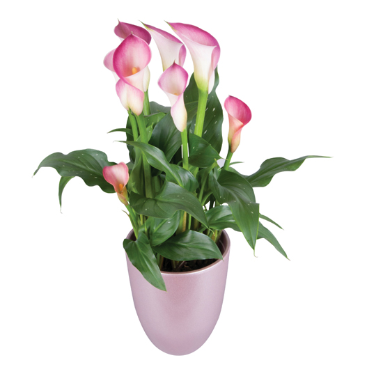 カラー　デュメンオレンジ シリーズ 