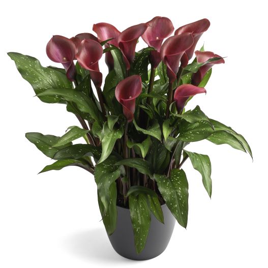 カラー　デュメンオレンジ シリーズ 