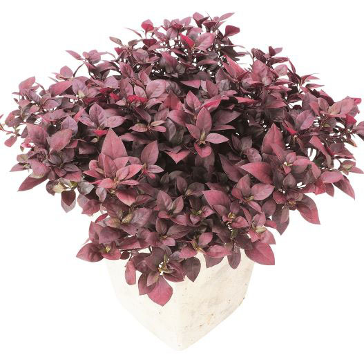 アルテルナンテラ　リトルロマンス 