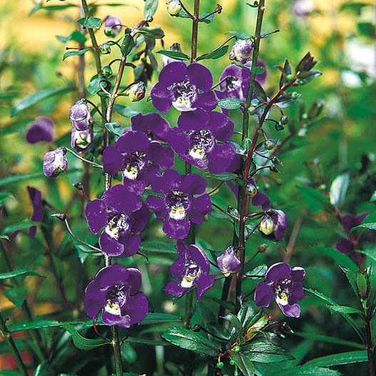 アンゲロニア エンジェルフェイス シリーズ