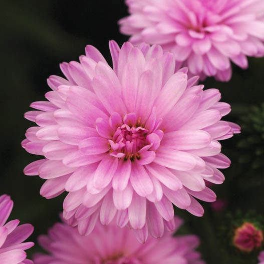 アスター　ミステリーレディ シリーズ 